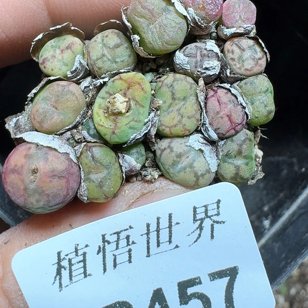 457家多肉植物哇d f