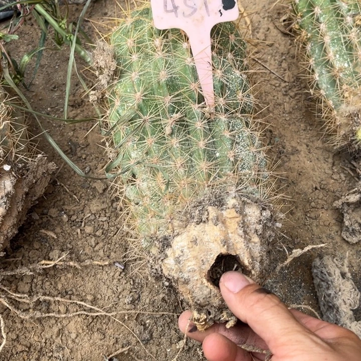 清清706有洞无售后介意勿拍