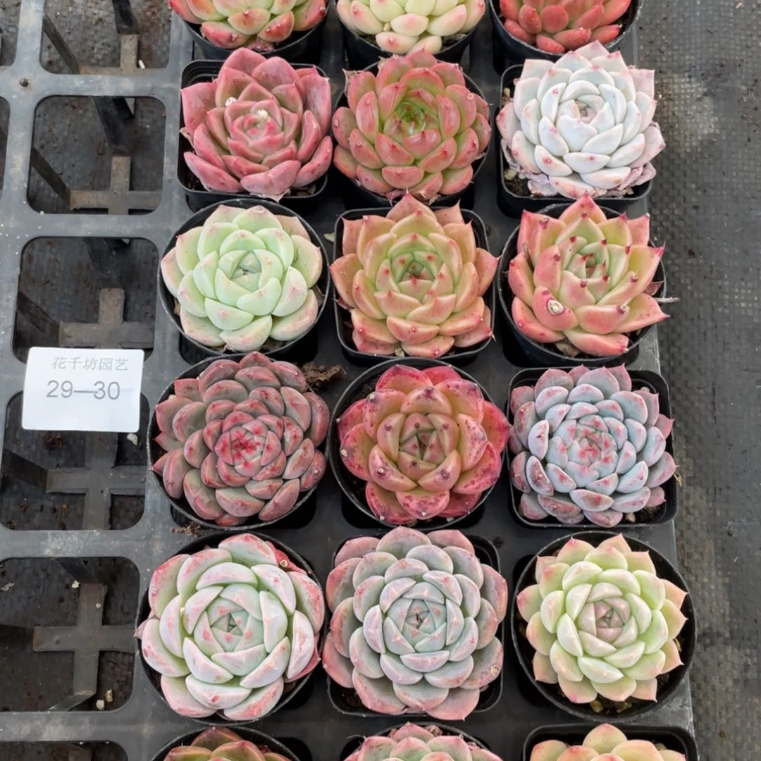 一物一拍18棵29-30