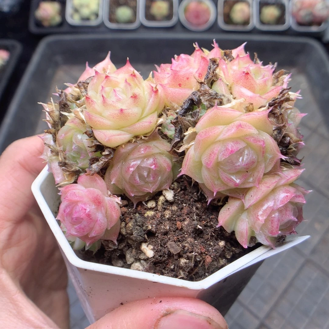 无花朵F81 潘多拉yyyyy