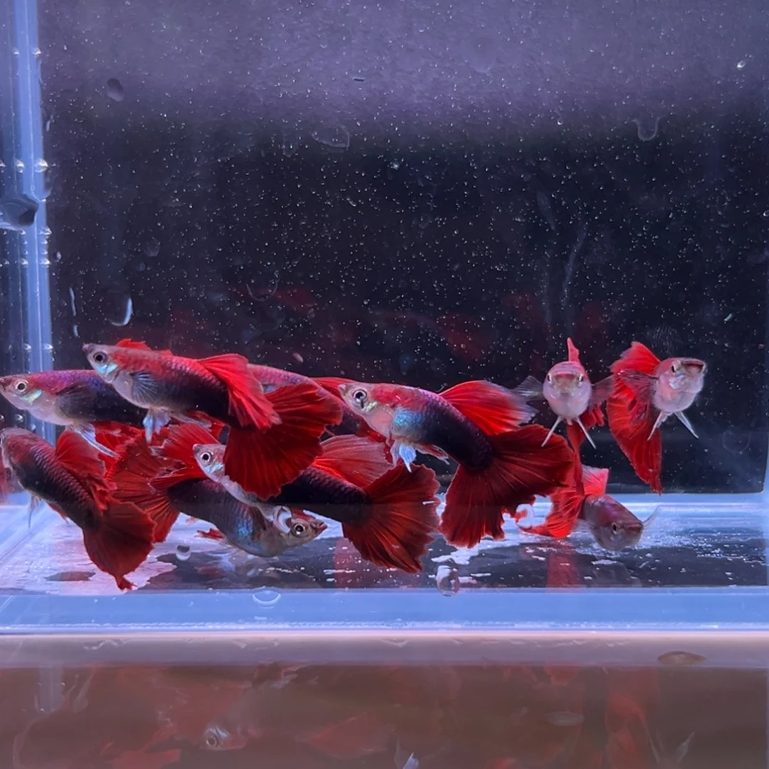 孔雀鱼菊花帆褶扇6条多的备损