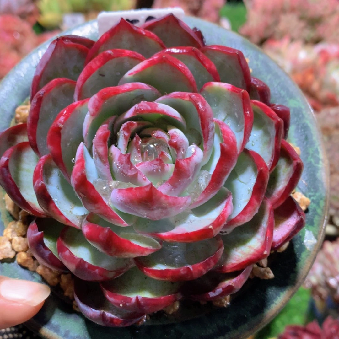 惊鸿仙子10公分一物一拍