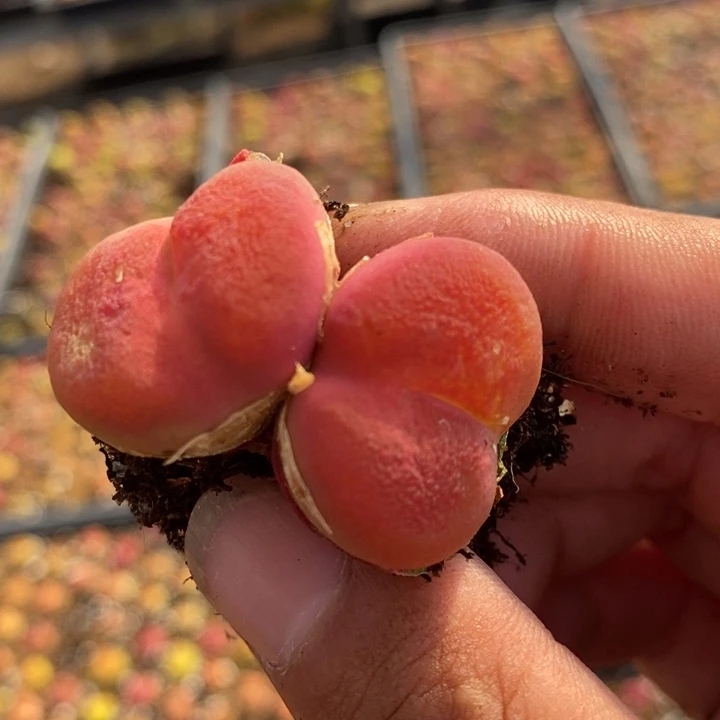 26202一颗一颗一颗