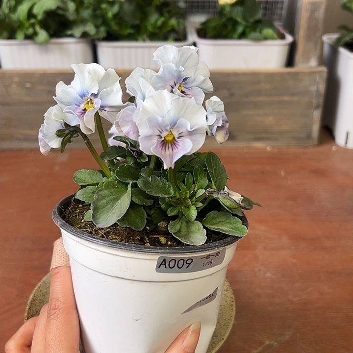 红陶009 我家的花花真好看