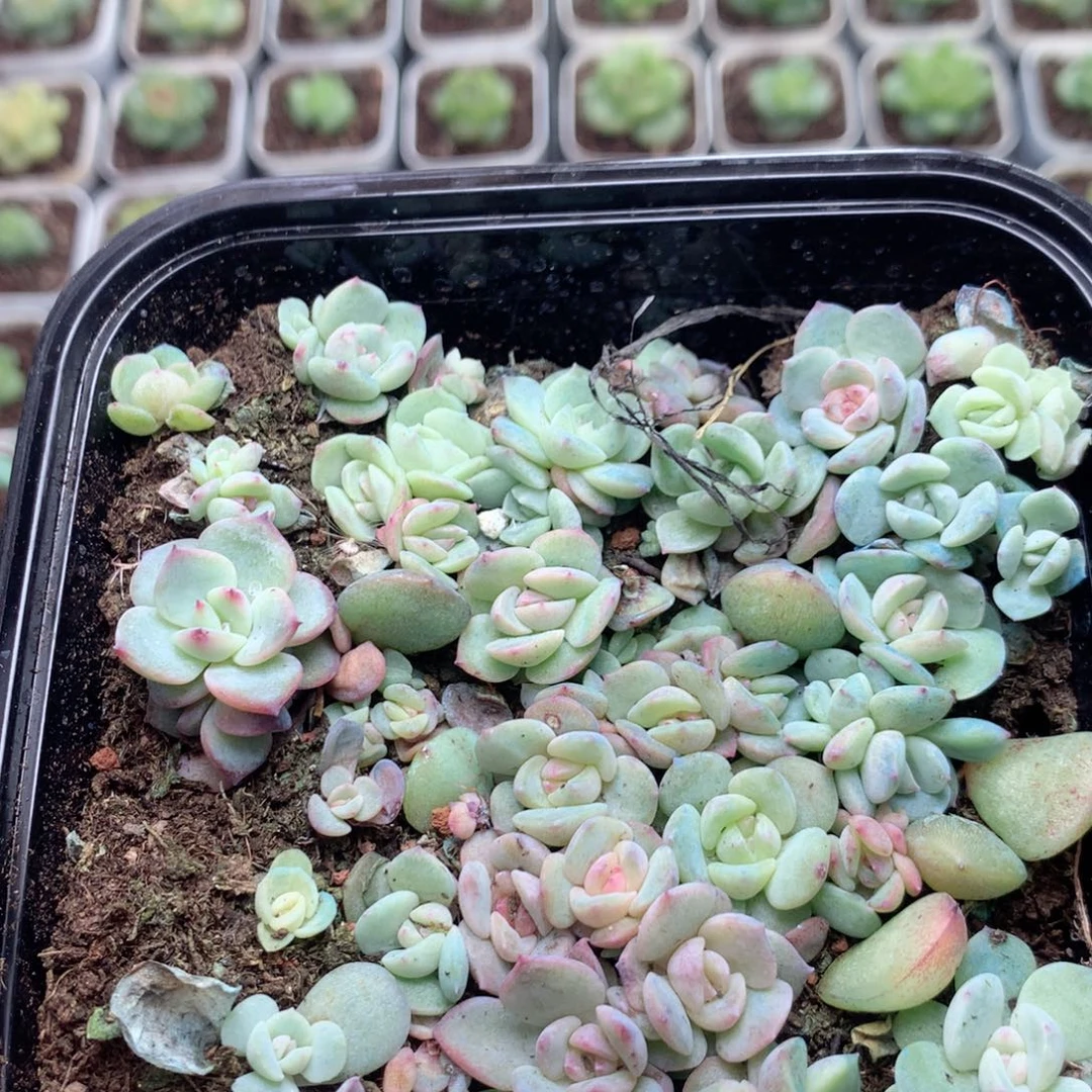 无花朵F182英语英语