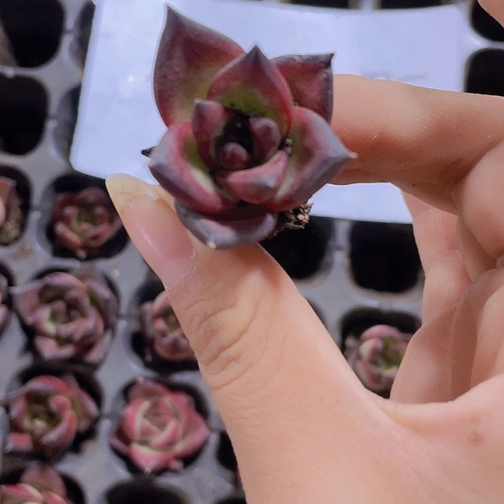 51精品红檀2颗一组