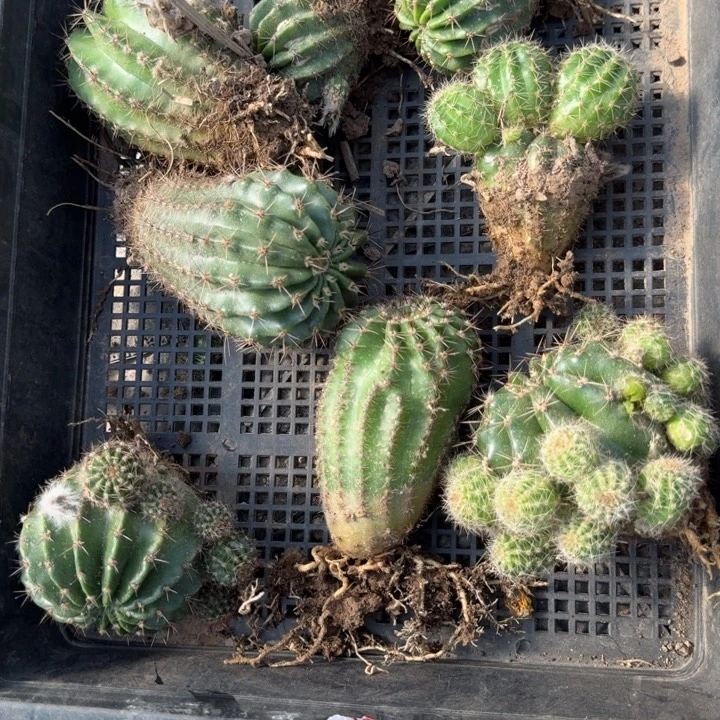 320筐拍彩草斑脱土发货