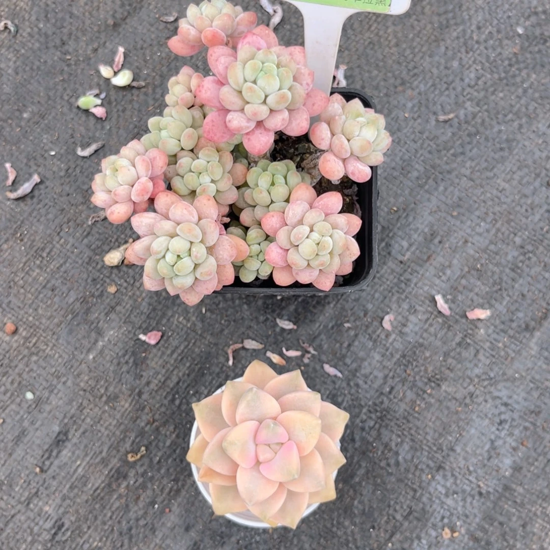 云尘多肉一物一拍1234，