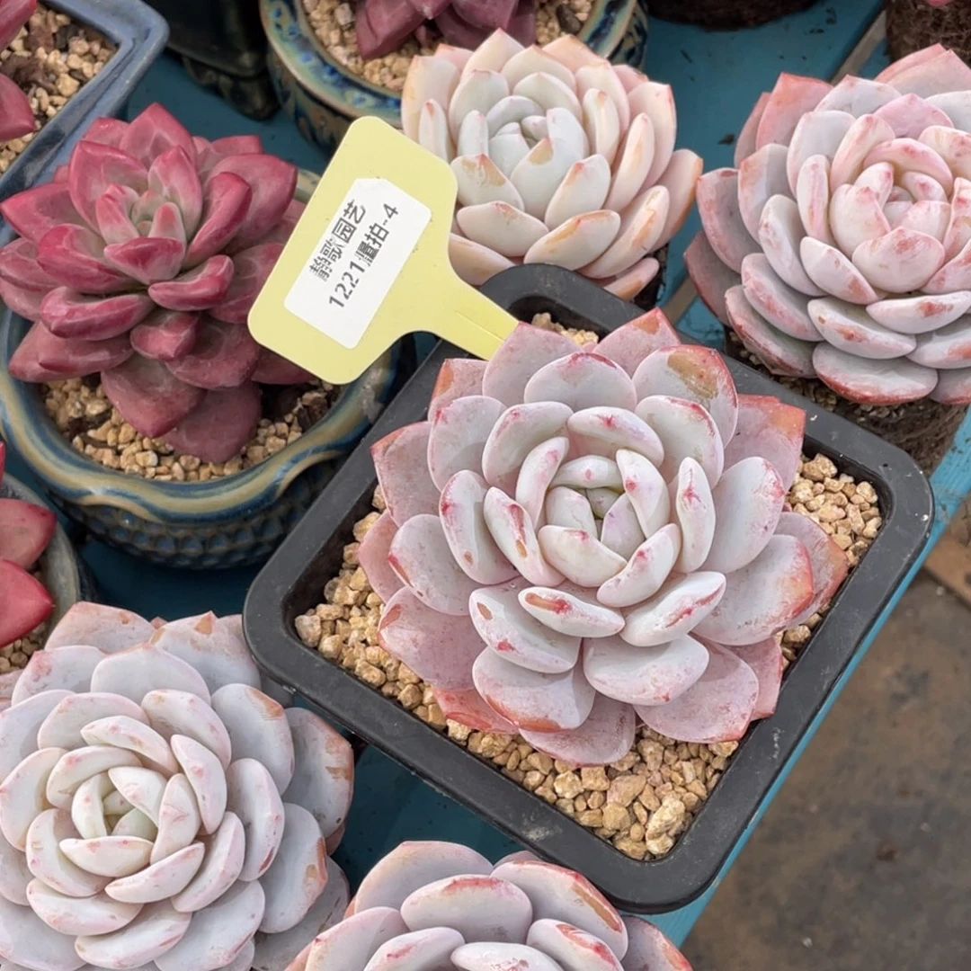 1221-4-雪茶母本大单头一颗