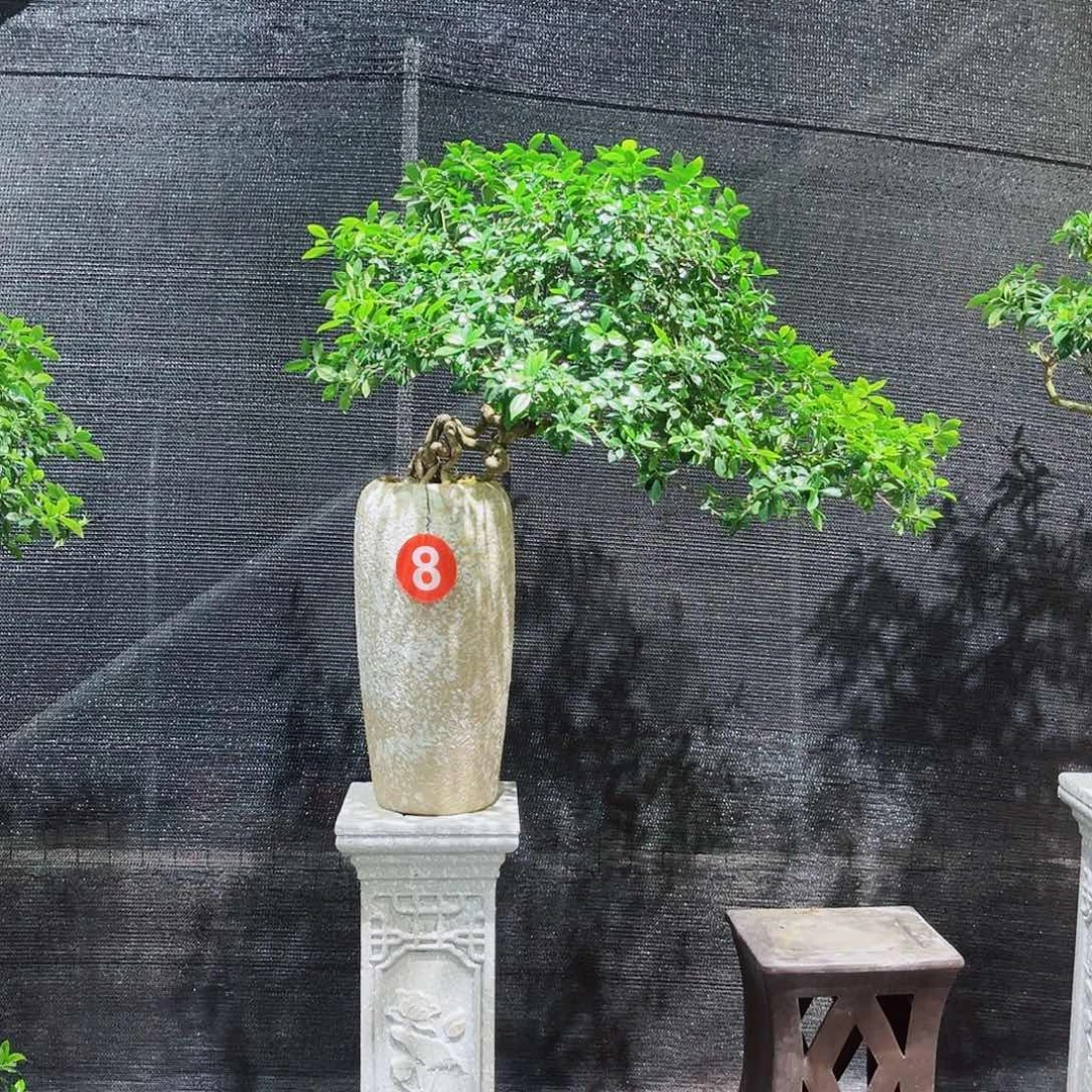 无花朵聚馨花坊盆景四季揽叶栀子花