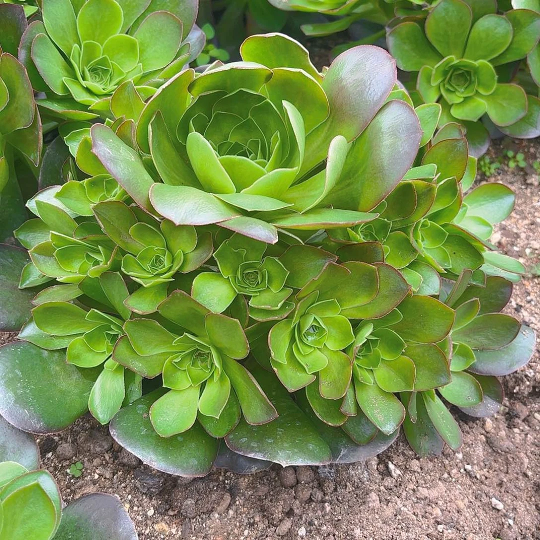 魅金多肉植物大手捧一号