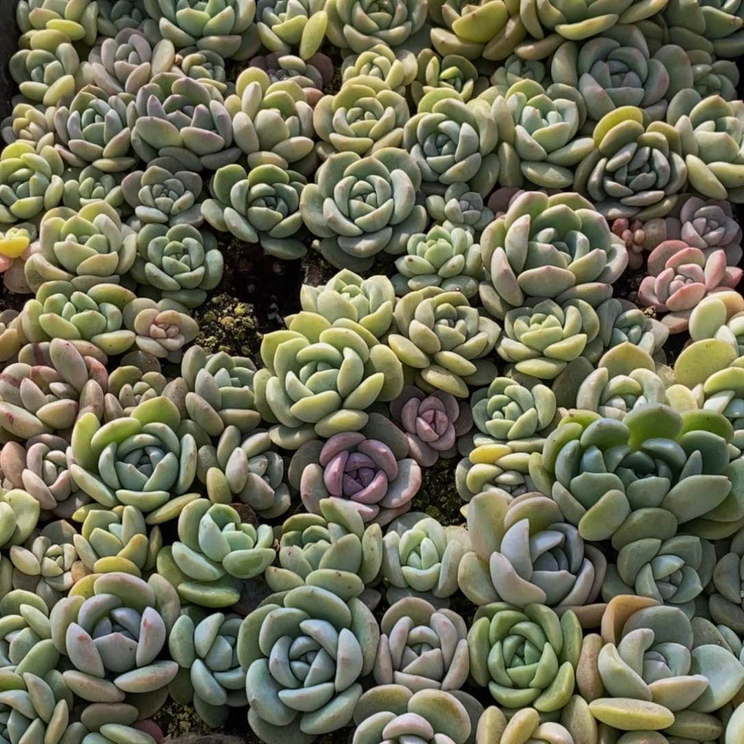 Y****）626点半才睡的好好的照顾