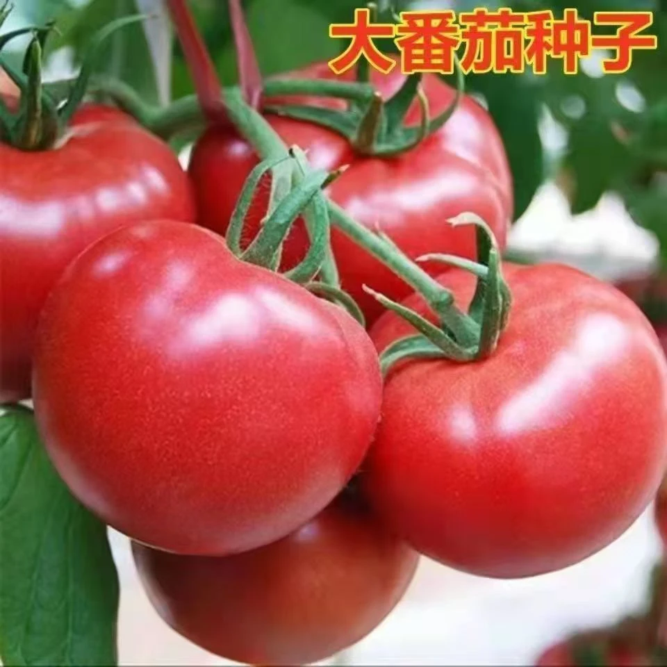 【全店满5包包邮】【121】大番茄种子