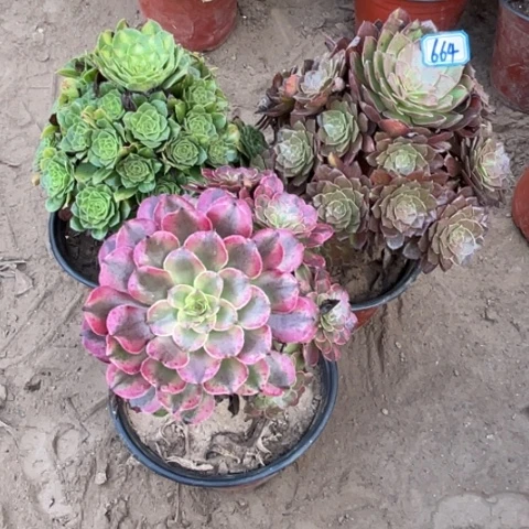 664多肉植物组合，