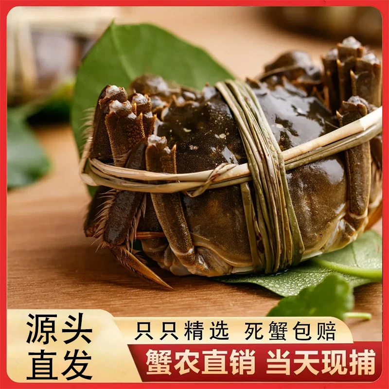 活蟹五河沱湖精品大闸蟹4两公3.5母到手整整10只鲜活礼袋冷链发货