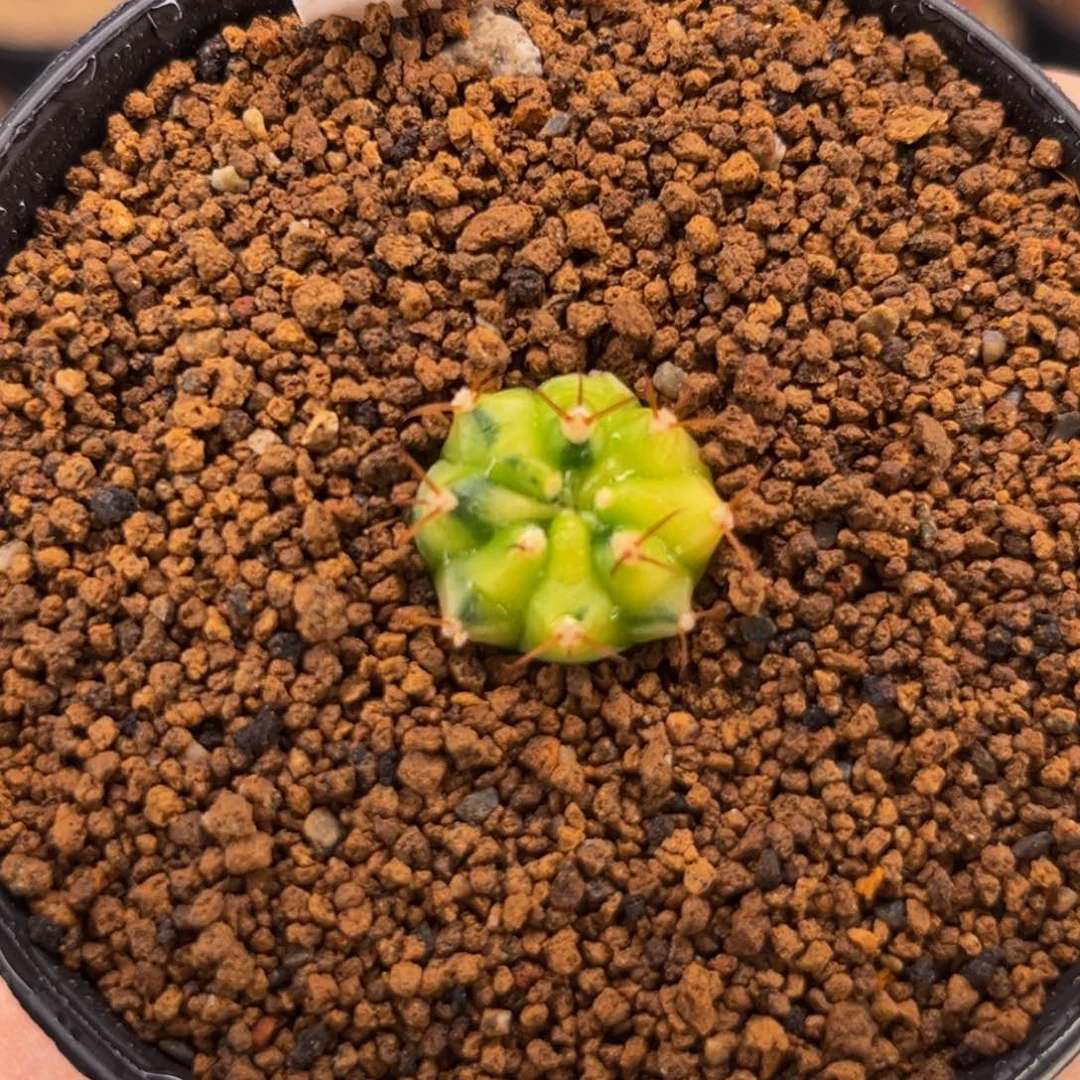 与***视AJ侧芽 专拍的 米哈仙人球