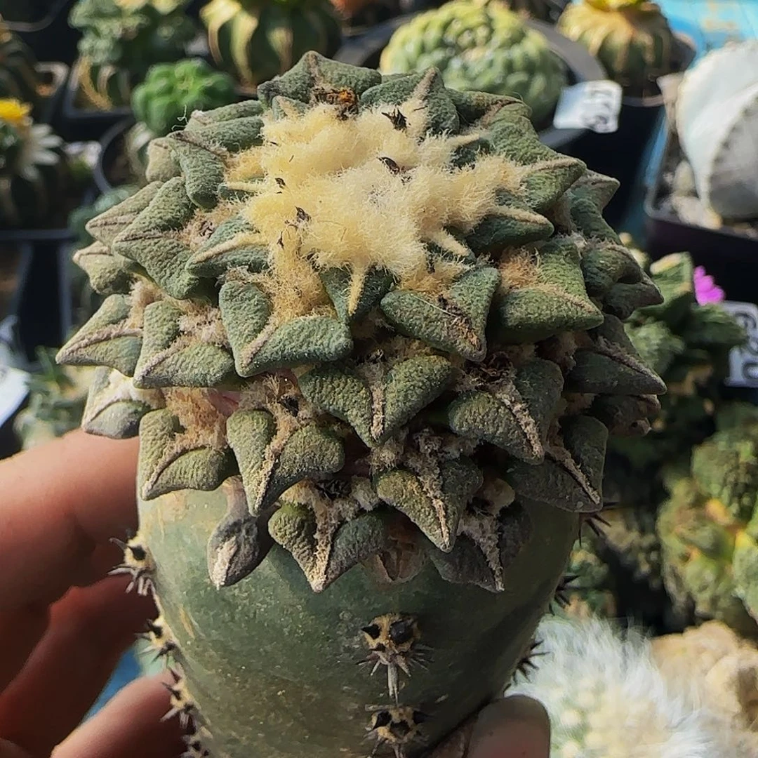 黑牡丹144仙人球开花