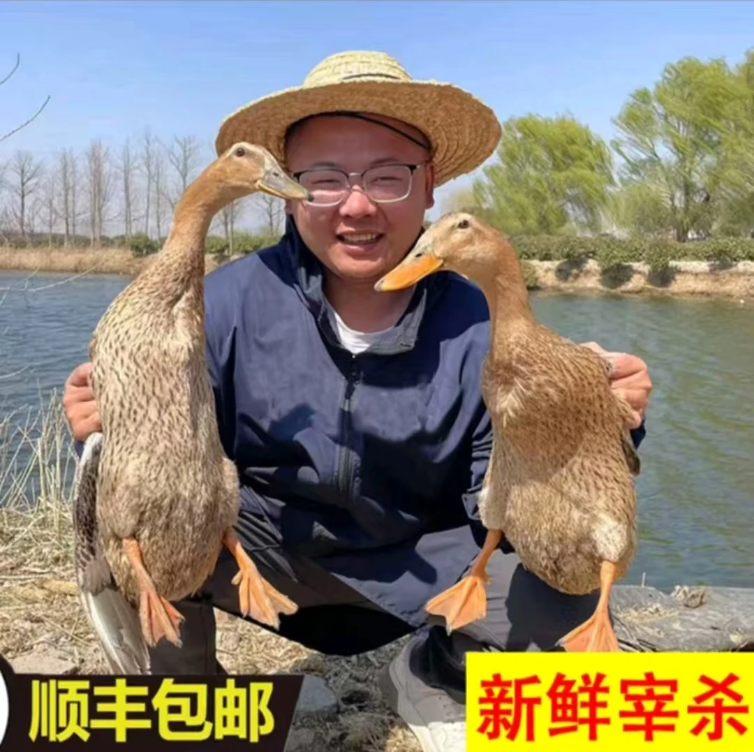（买2只送2只）4只土鸭农家放养土鸭无掌无翅顺丰冷链发货净重9斤
