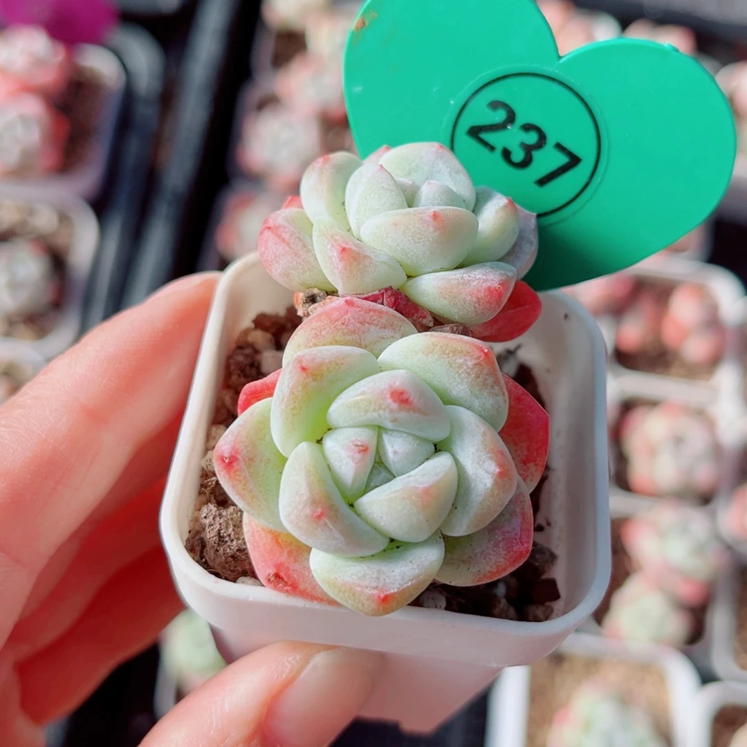 237号小老桩冰玉双头