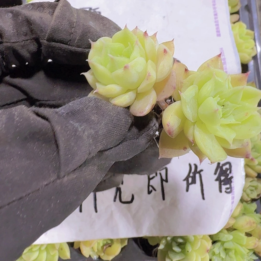 韩版麦秆两米三颗
