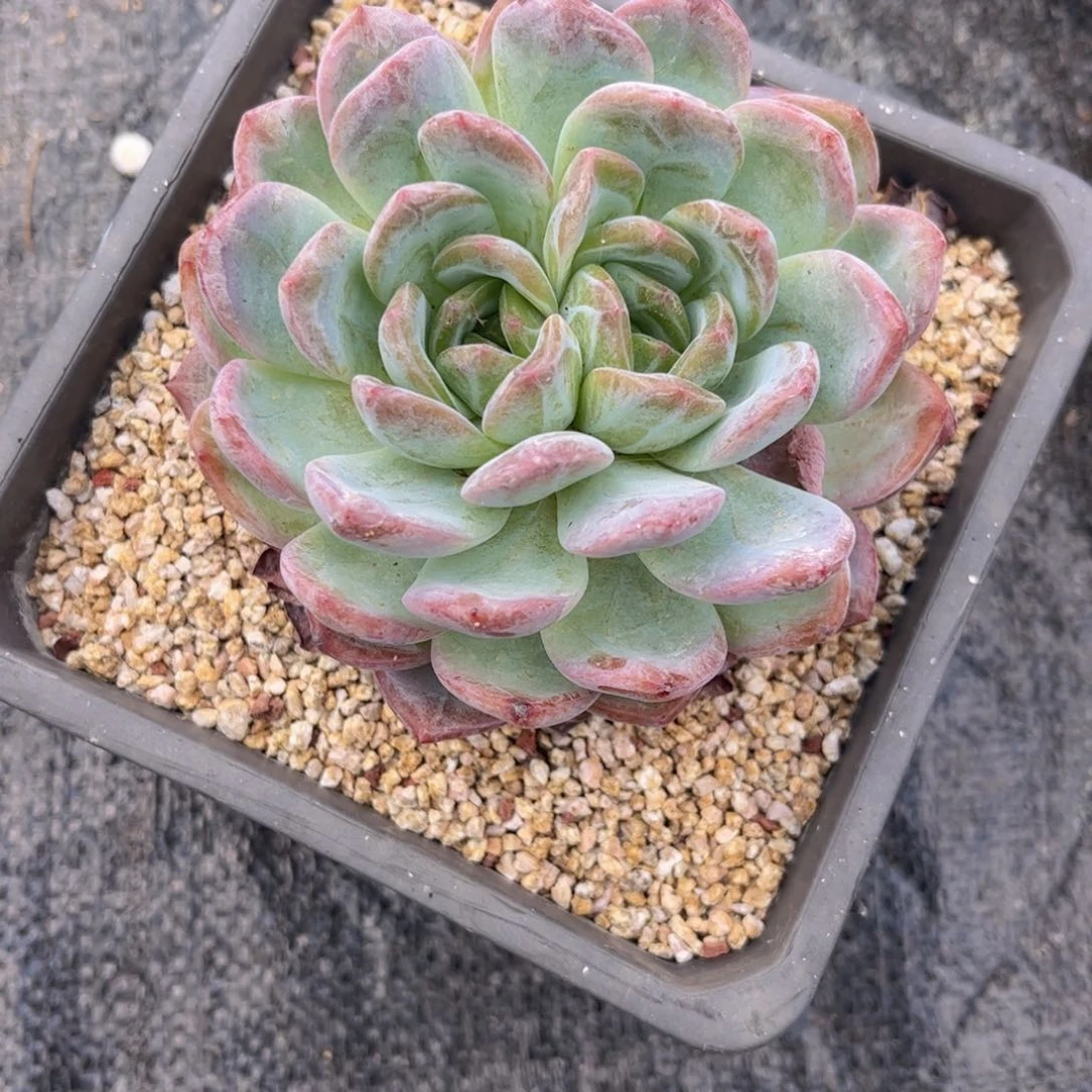 无花朵友家多肉一物一拍