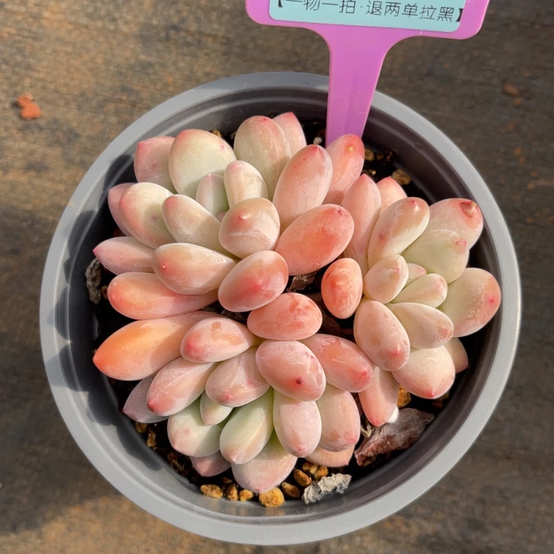 云尘多肉一物一拍1510