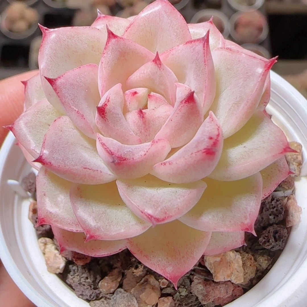 花语多肉1214-103女王