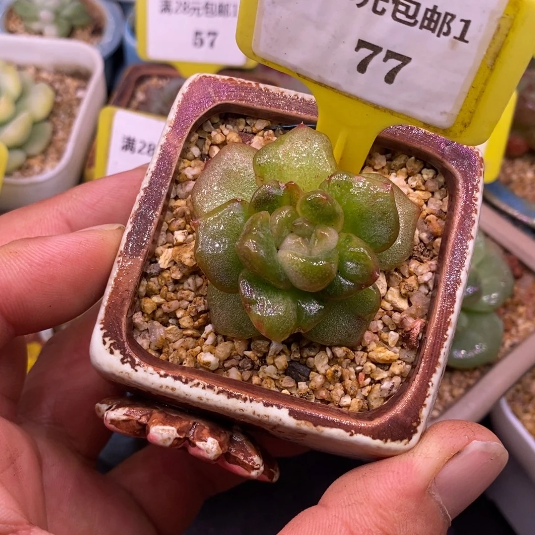 177冰魄糖心石化拉丝锦……