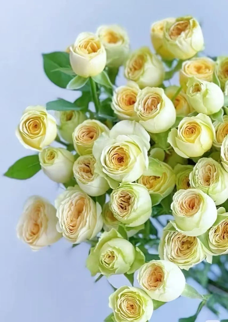 牛油果多头玫瑰：两单升级冷链，三单升级空运