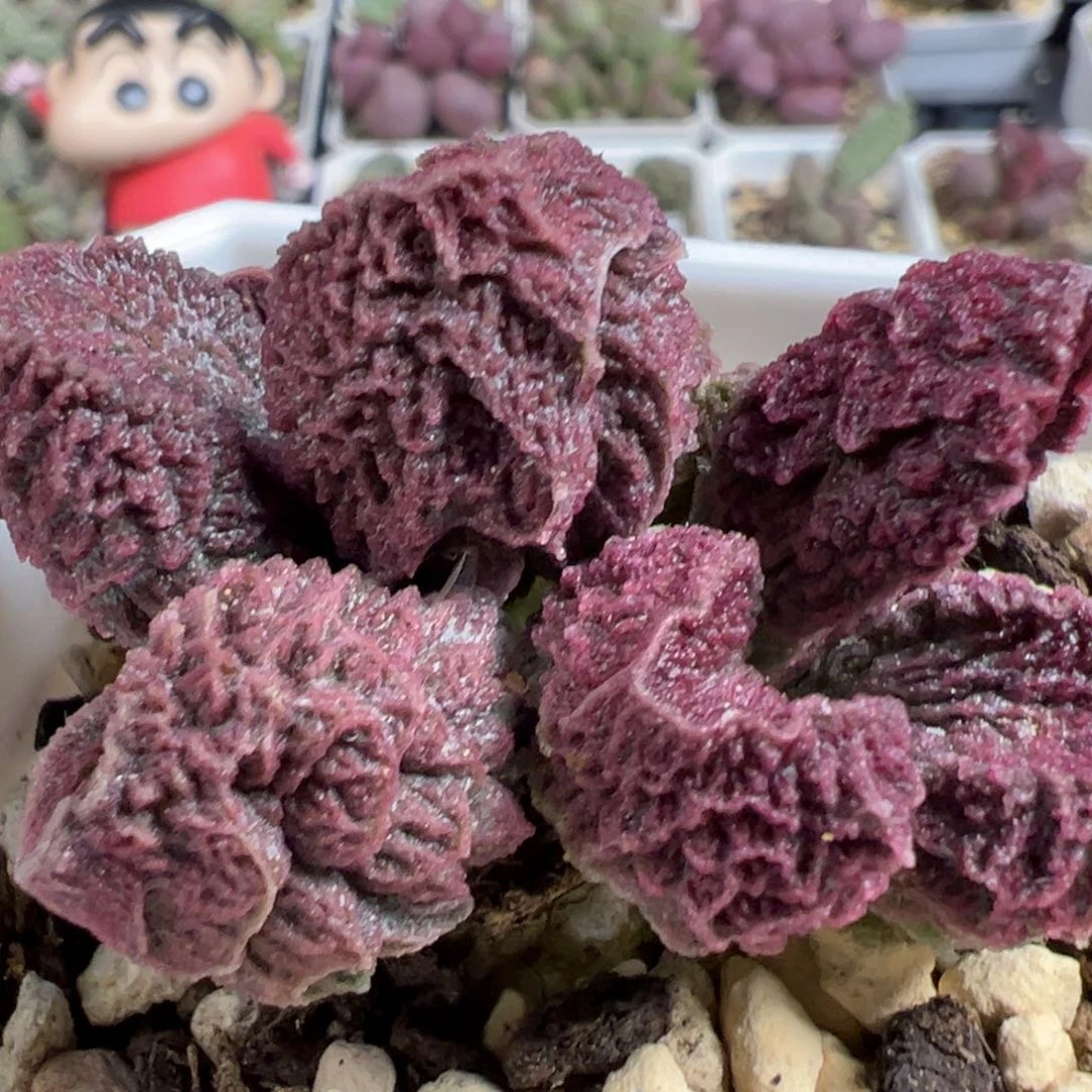 无花朵卡洛琳多头纯木质桩多肉植物