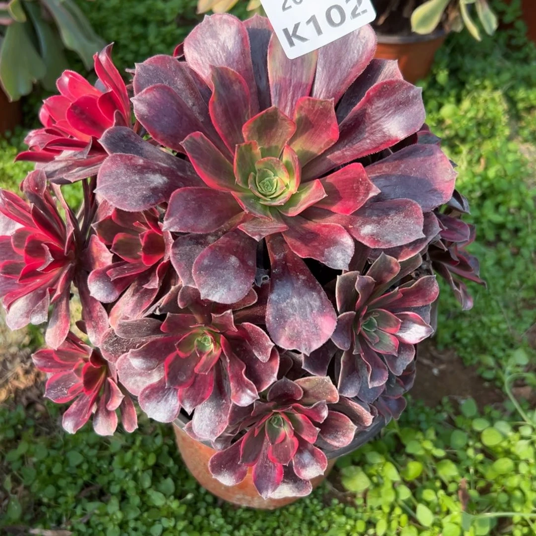 102凤冠，满20包邮