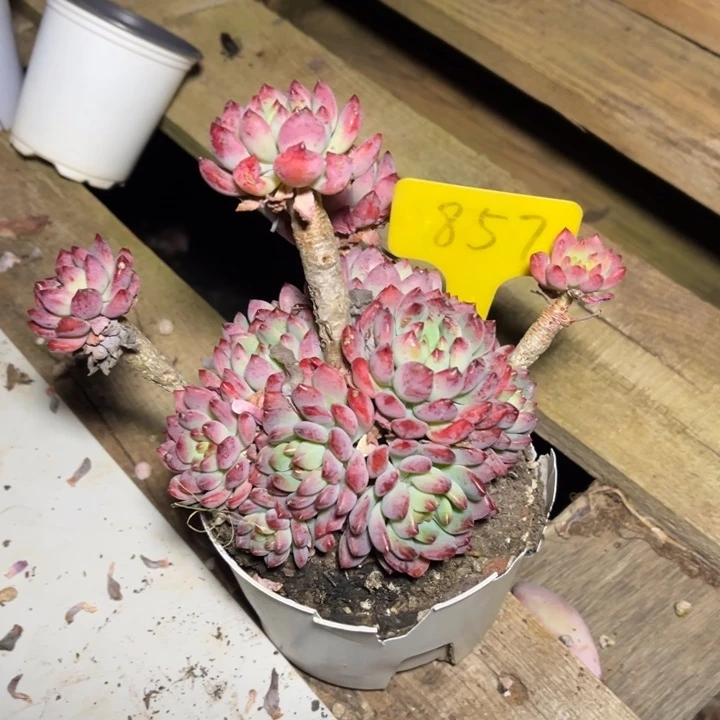 蓝苹果多肉植物857