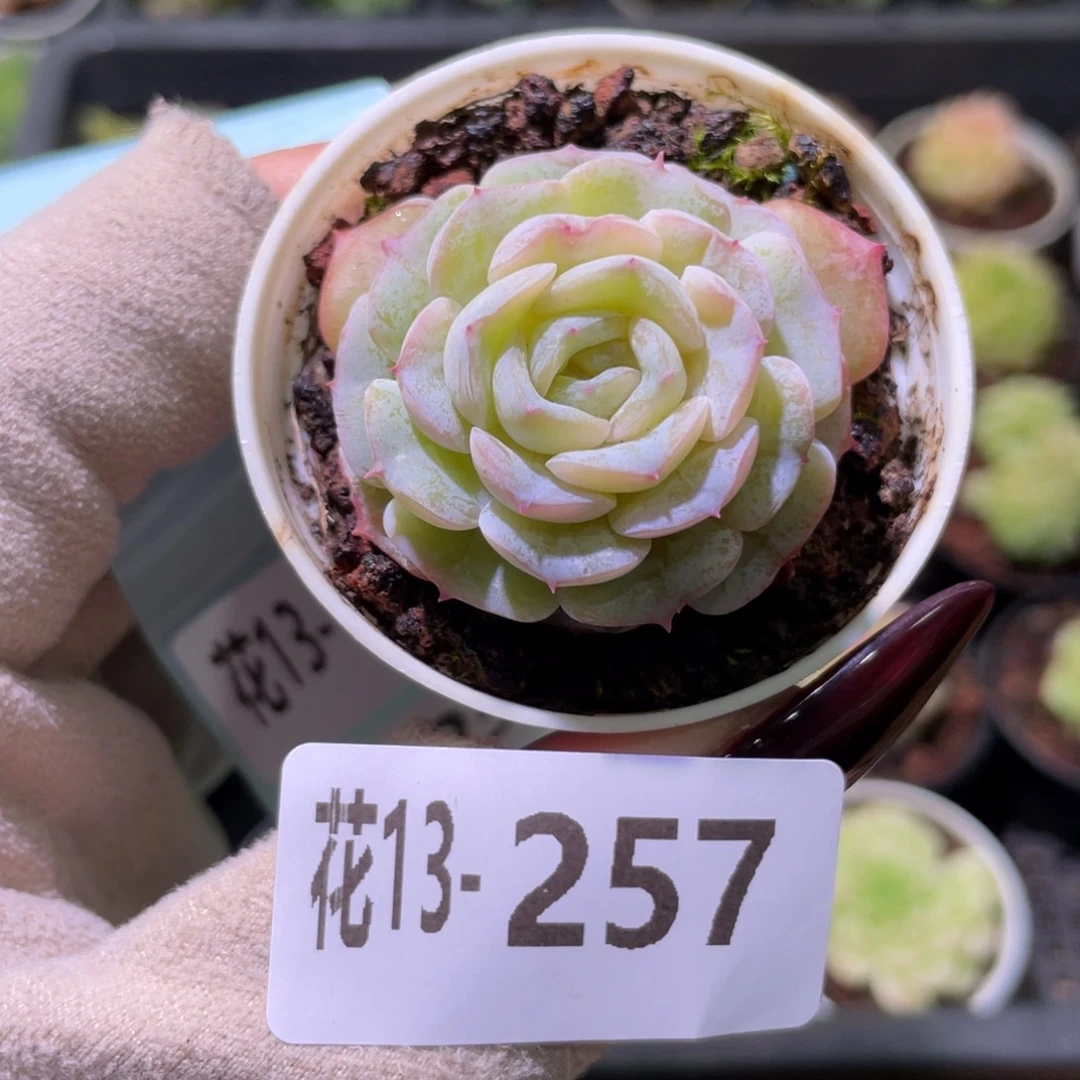 花利美13-257晨曦