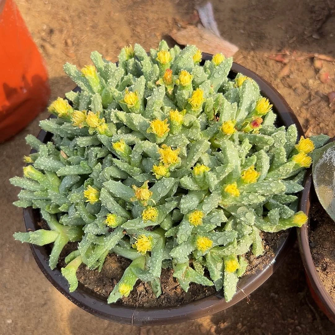多肉植物多肉植物