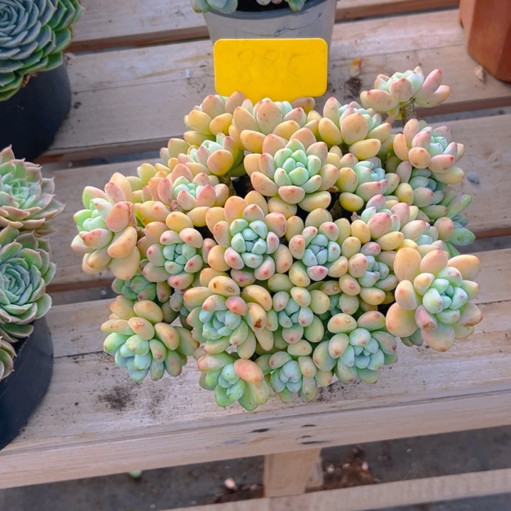 劳尔多肉植物8 8 5