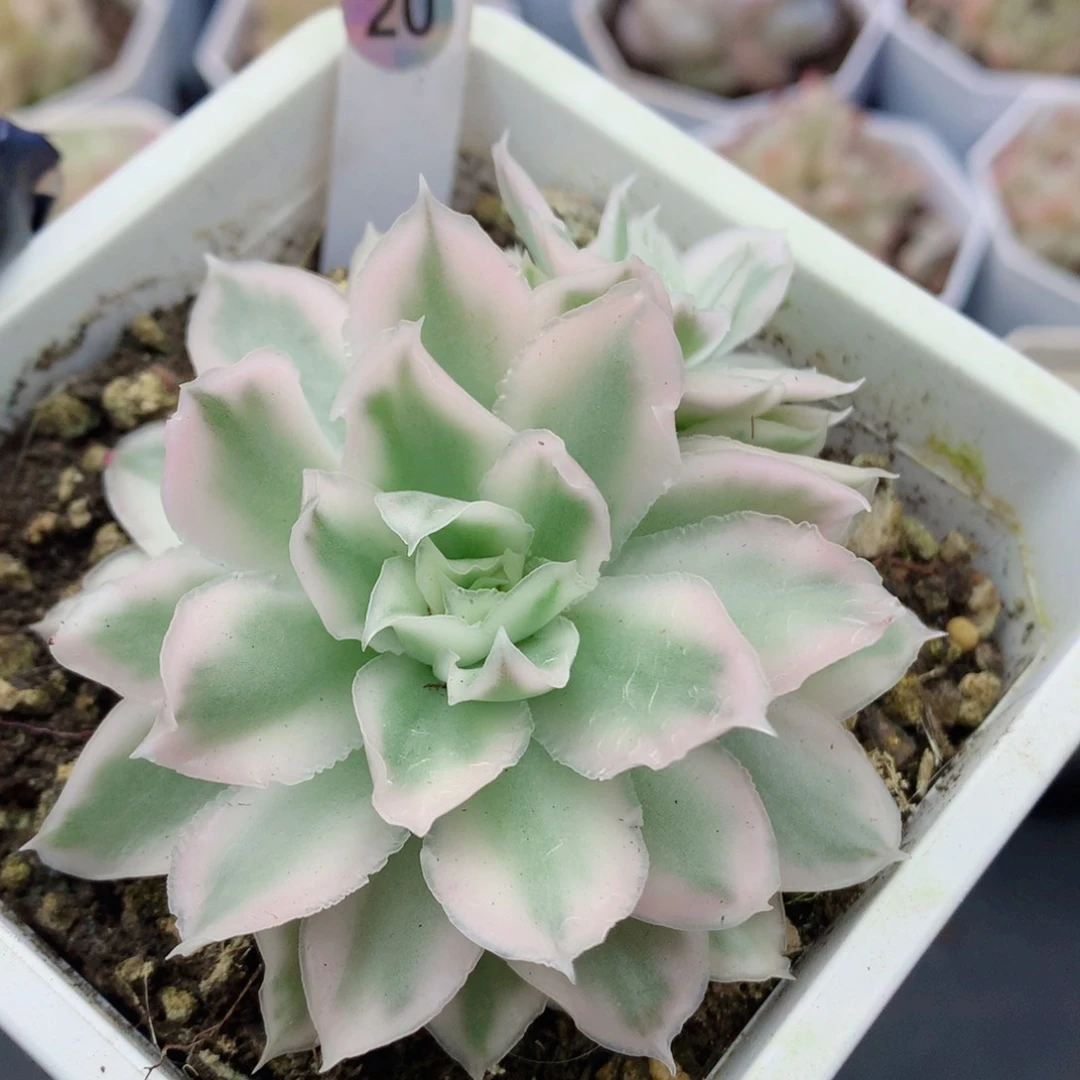 紫蝴蝶锦58包邮  群生不包整20