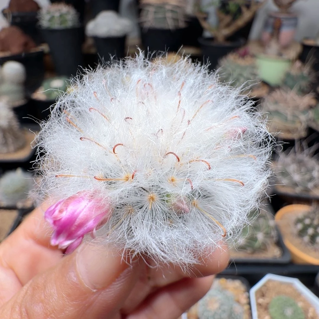 实生白云高砂晨夕花坊