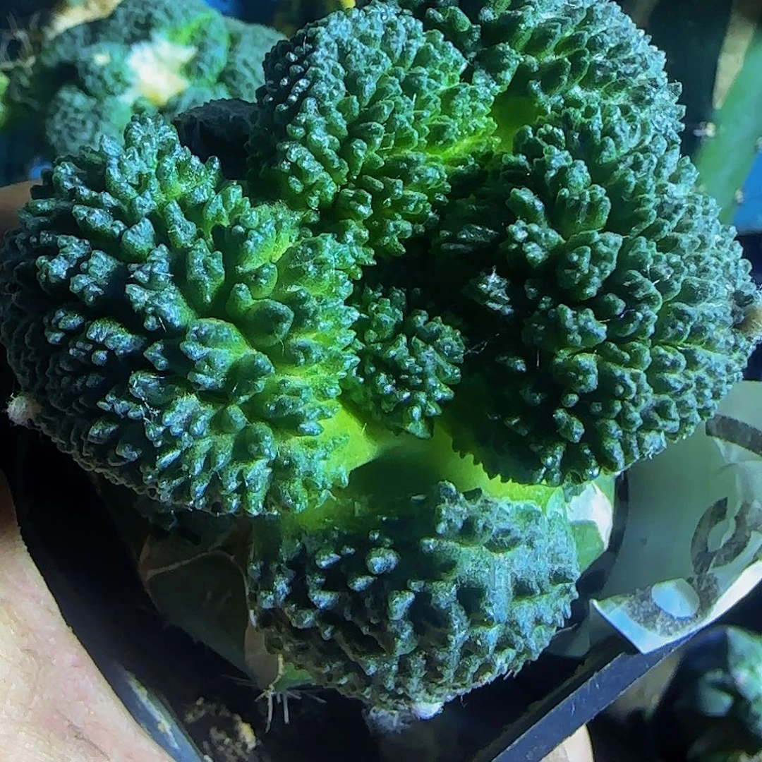 大尤哥斯拉750仙人球开花