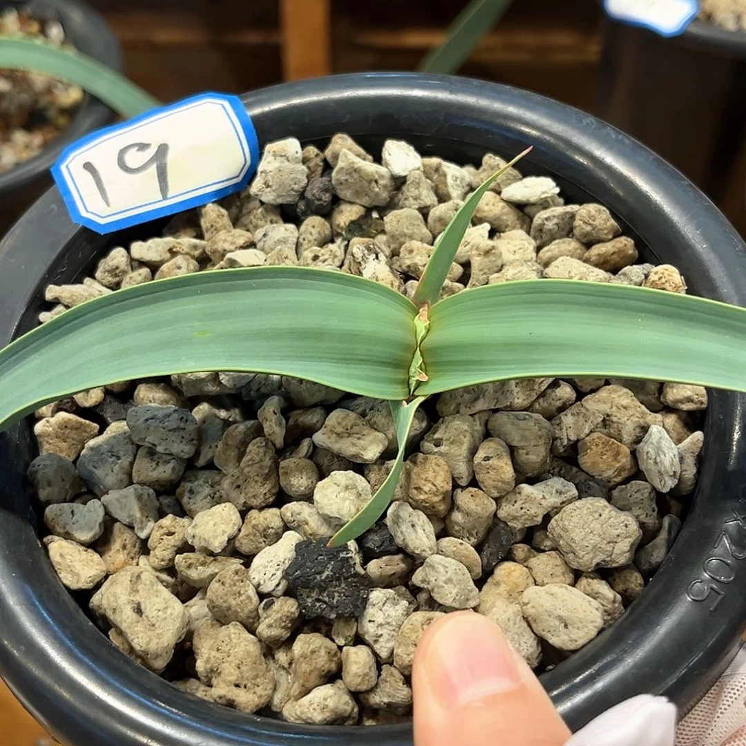 潮流植物百岁兰，19