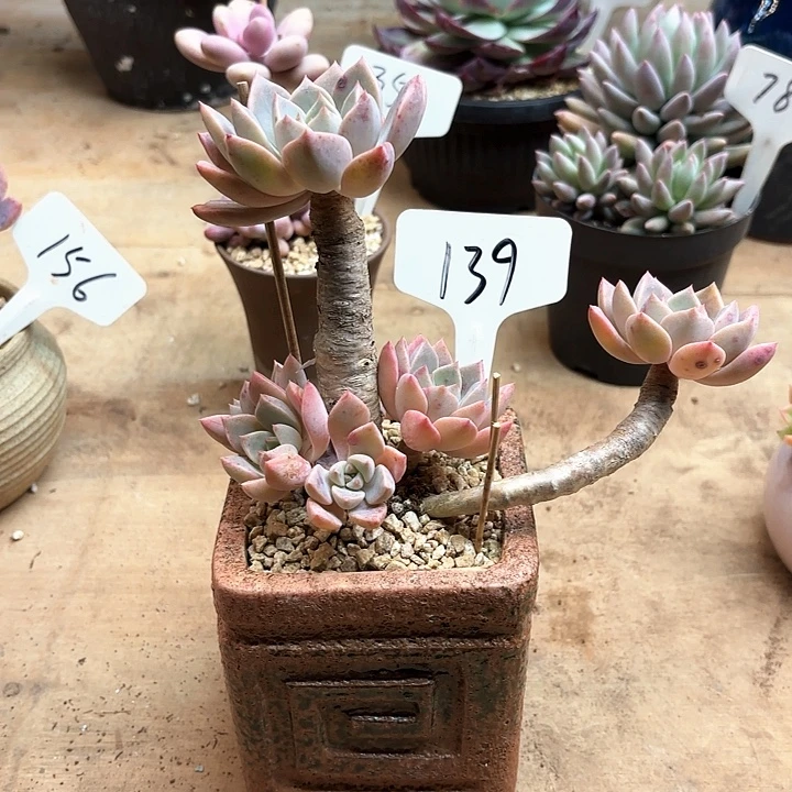 多肉植物，红粉佳人139号