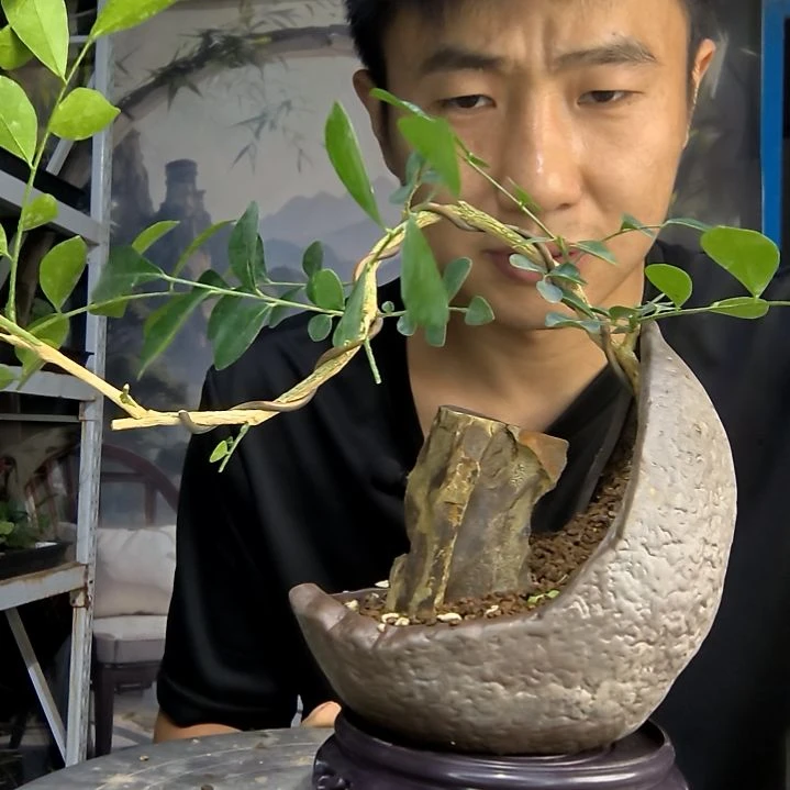 微**沐中青园艺一物一拍146