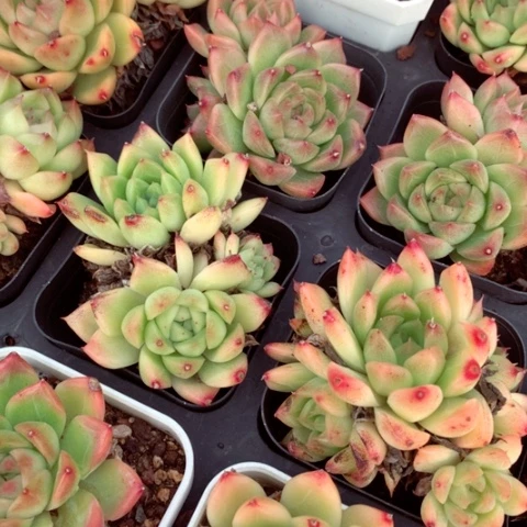 麦杆。       福利。