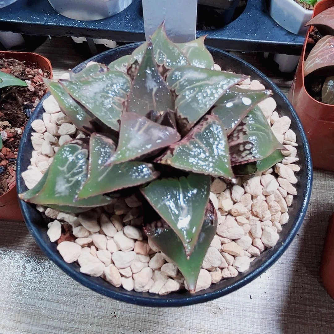 酒吞童子多肉植物6666