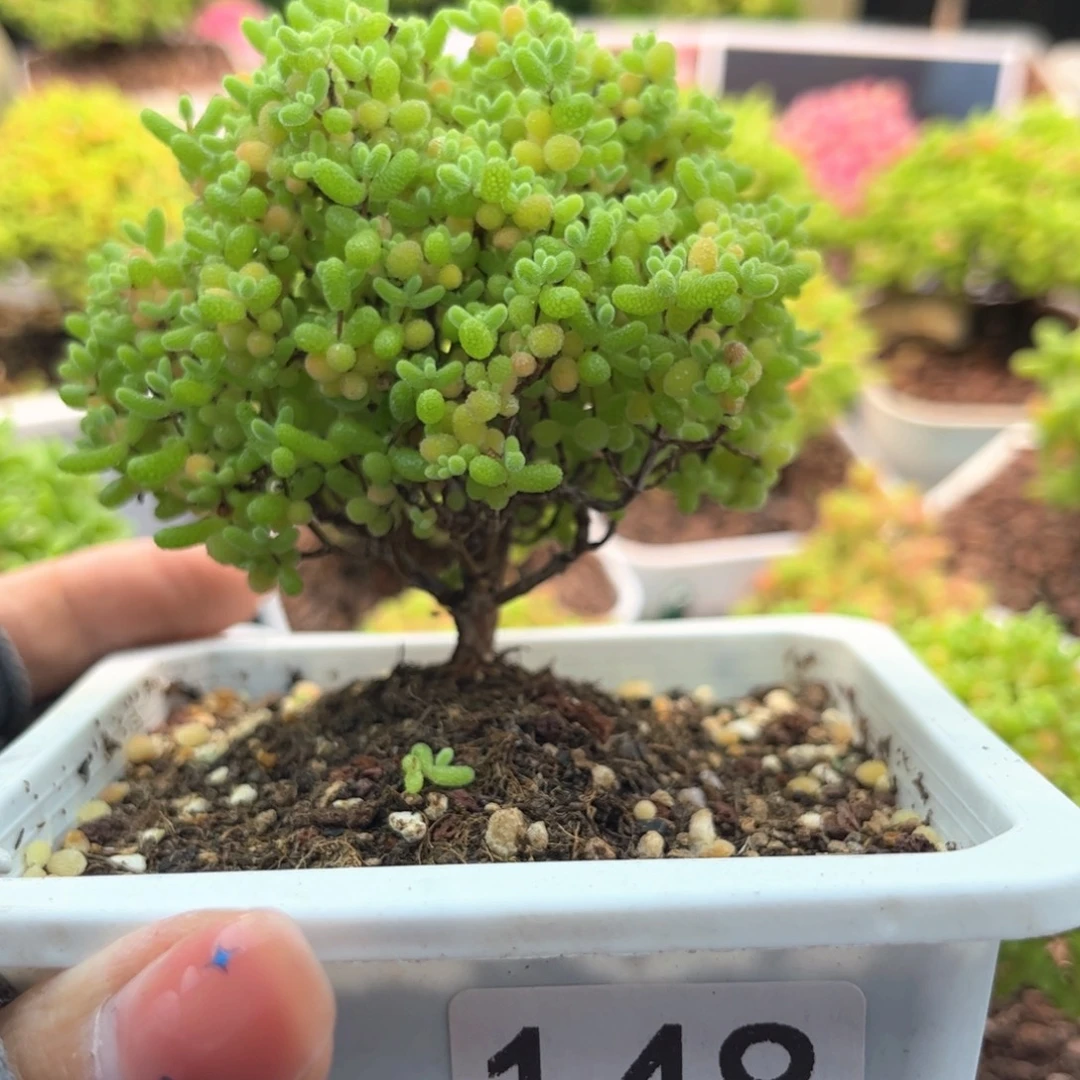 无花朵148蜜桔糖球