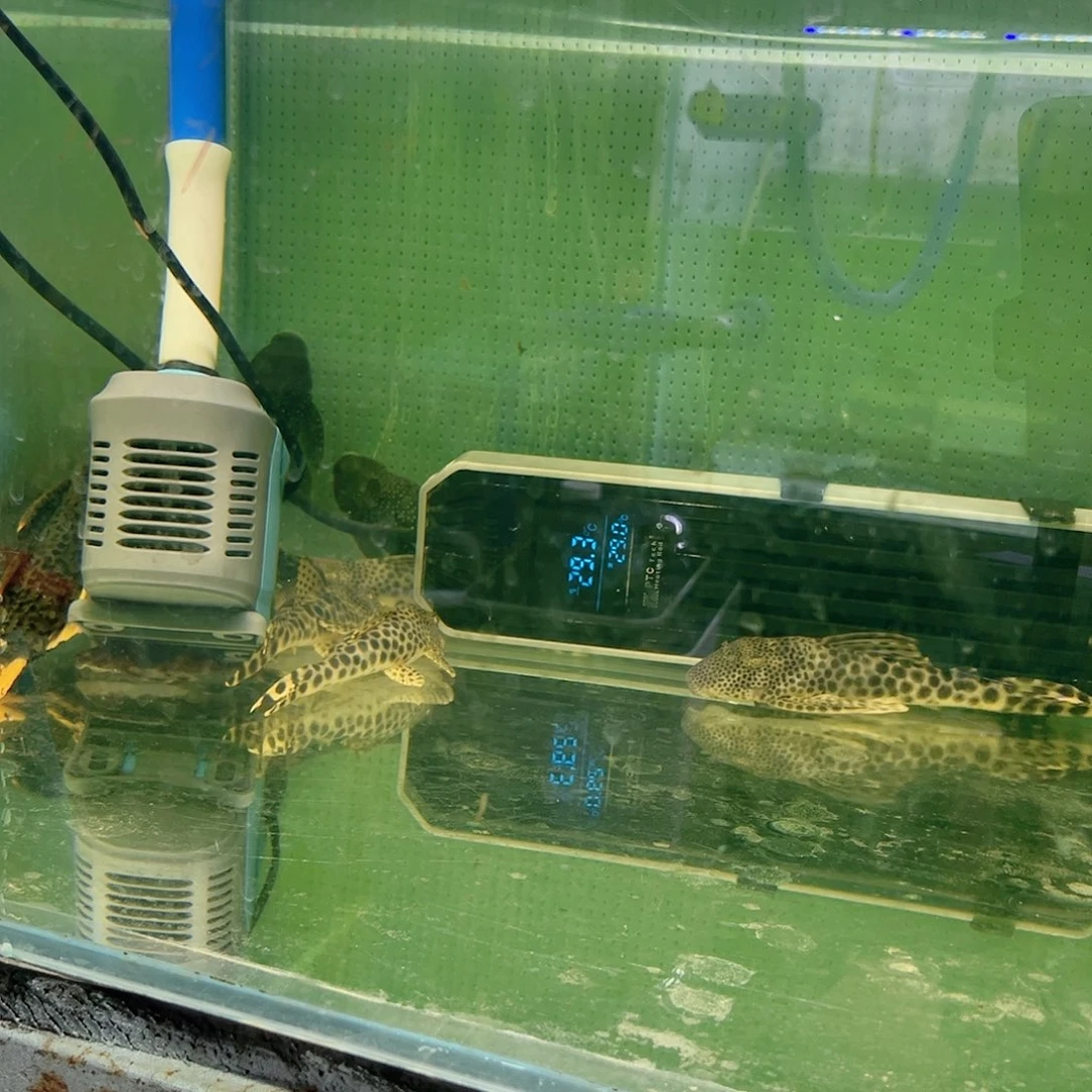 清道夫猫*道金钻加紫罗兰一条送马克