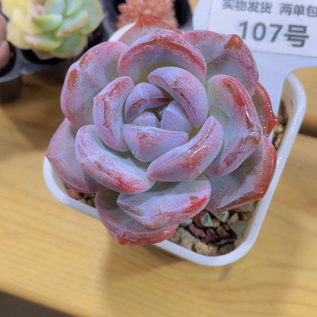 107号 紫色糖心发白兔单头一个