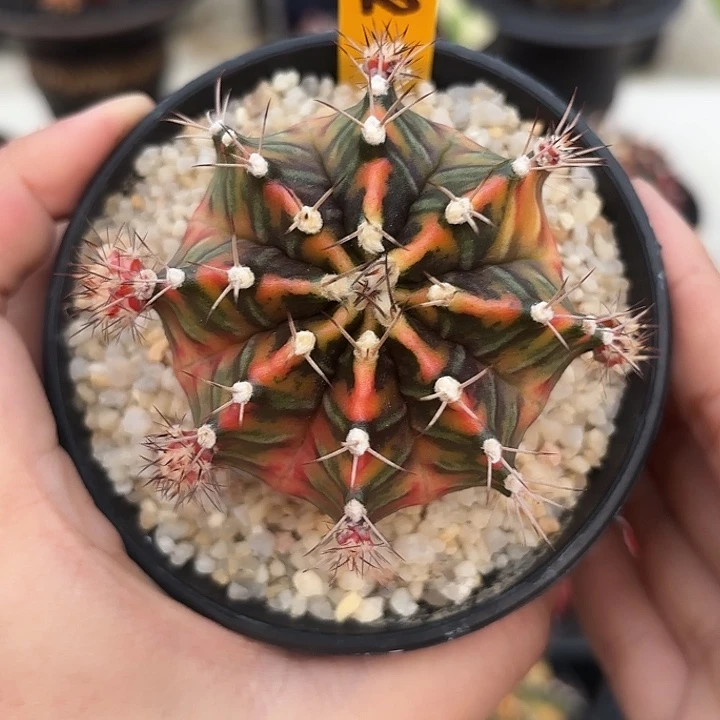 泰国米哈122-0102九秒钟