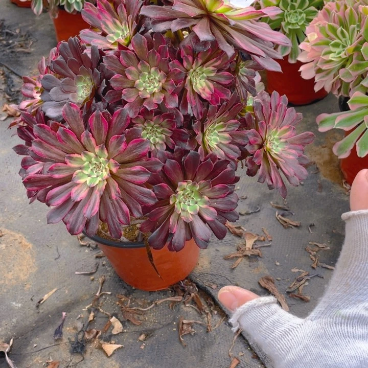 184黑天鹅法师多肉断枝不售后