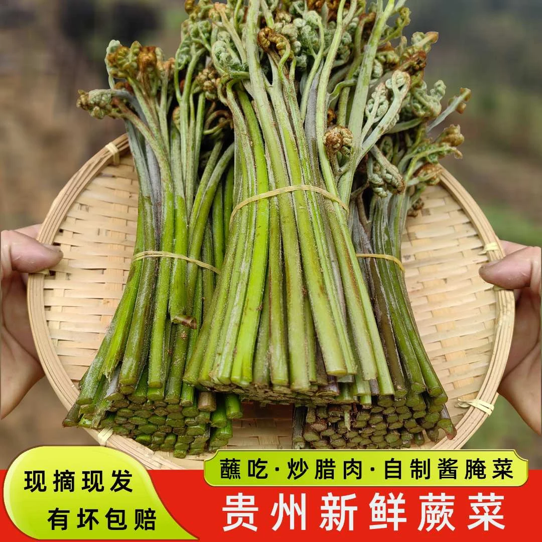 贵州新鲜野生蕨菜苔龙爪菜甜蕨当季炒腊肉凉拌1/2/3/斤包邮