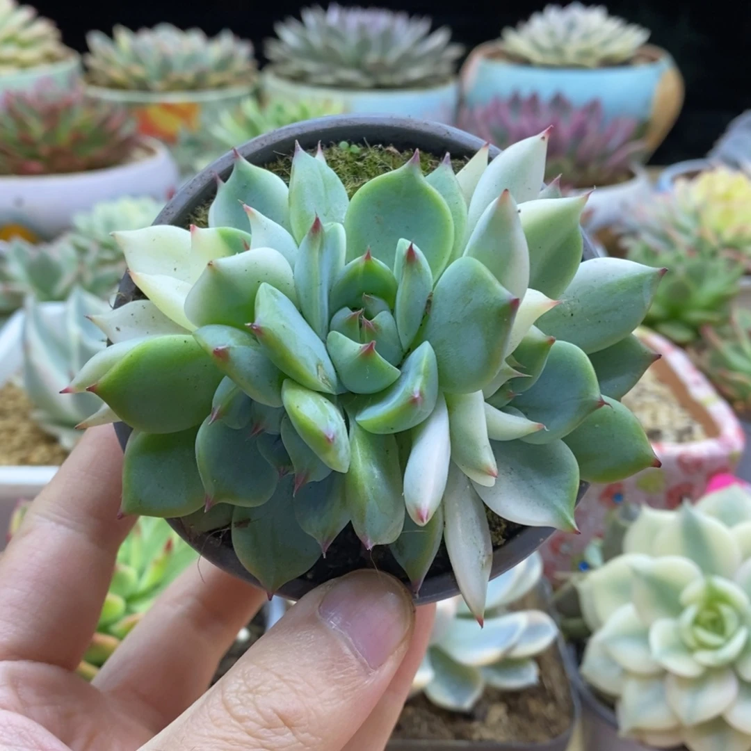 405四连坐吉娃娃锦锦